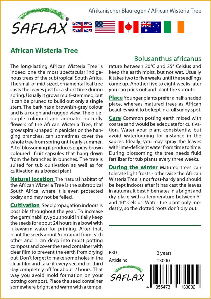 SAFLAX Дерево глицинии африканской - 15 семян - Bolusanthus africanus