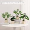 Nordic Small Potted Plant Decor - Indoor Bonsai & Bionic Greenery for Office or Living Room.