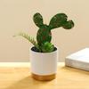 Nordic Artificial Cactus & Succulent 5-Piece Set