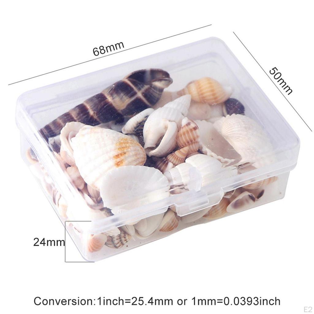 Beach Natural Shells for Candle Making, Home Decorations, Party Wedding Decor, Crafts,