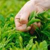 250 г чая Да Хун Пао, органический чай Улун, китайский черный чай Уи, здоровье, зеленая еда
