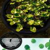 Pond Plant Mesh Protector Sunscreen Porous Breathable Plant Protection Net Circular Floating Plant Breathable Floating Island