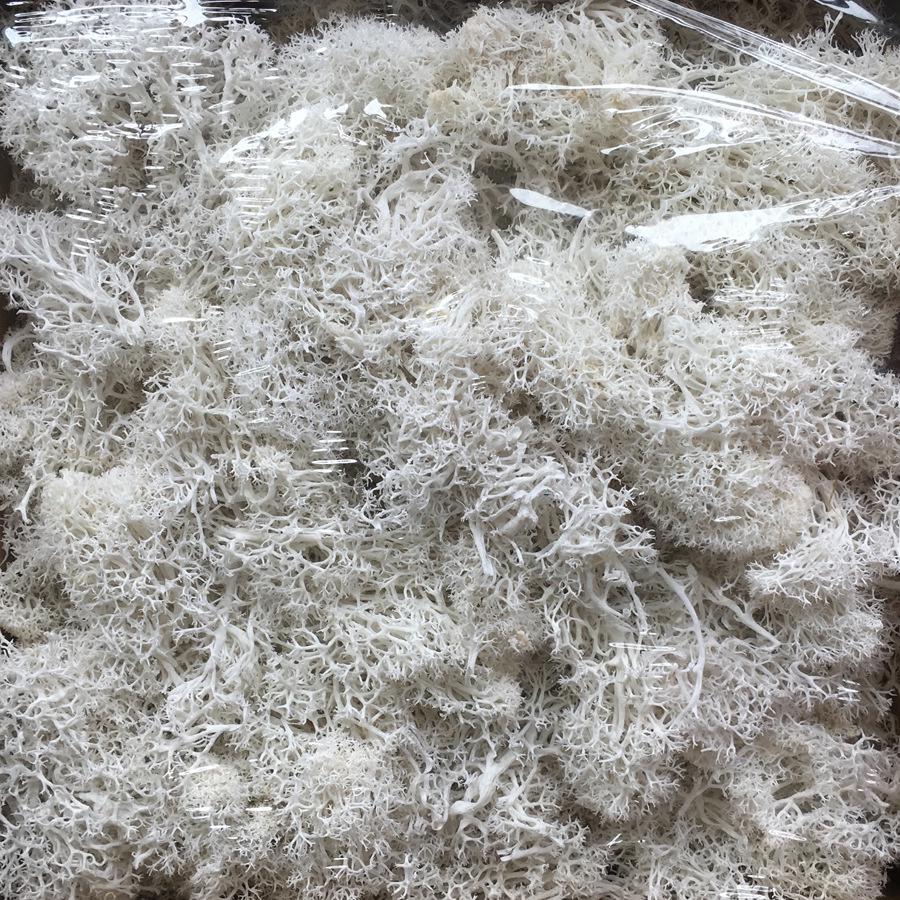 Preserved Flower & Moss Wall Decoration Kit: Flower Gift Box Materials