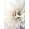 Delicate White Dahlia Delicate White Dahlia, 30X40 Cm, Gold Aluminum Frame, 230 Gsm Matte Paper