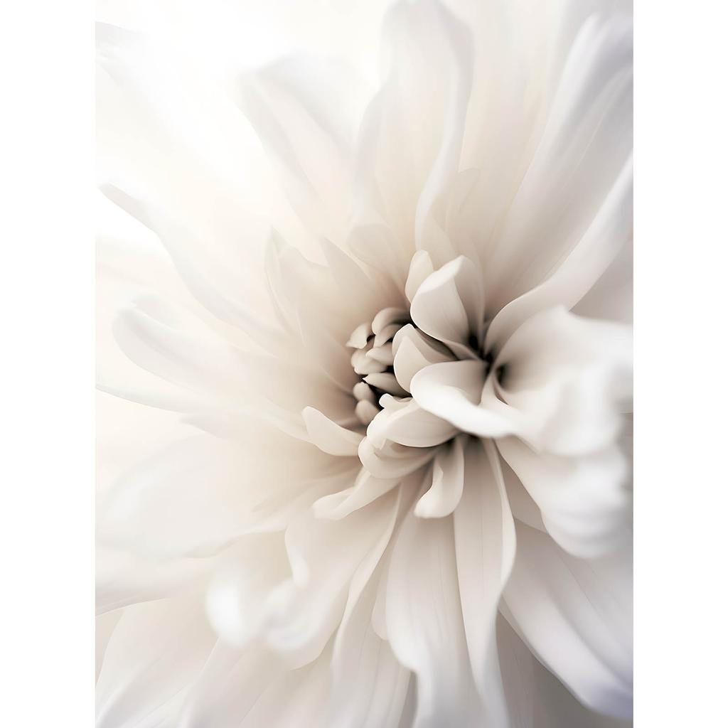 Delicate White Dahlia Delicate White Dahlia, 30X40 Cm, Gold Aluminum Frame, 230 Gsm Matte Paper