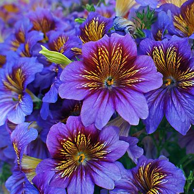 Смесь семян Туи Вариатив Болеро 0,5г -