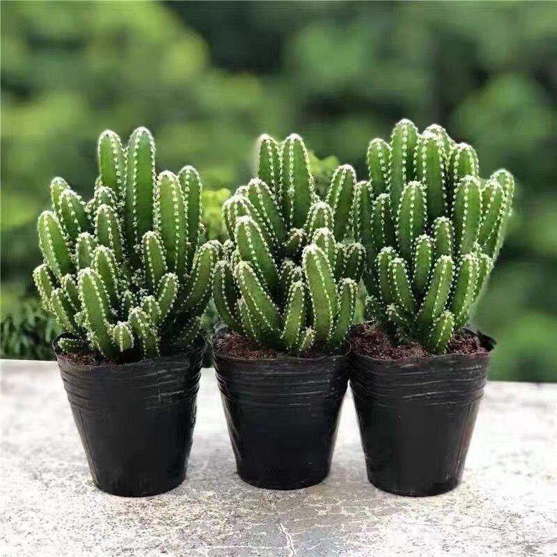 Layered Mountain Succulent: Green Cactus Money Tree for Indoor Spaces