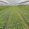 Pre-punched Holes Perforated Grass Proof Cloth Double Layer Breathable Permeable Weed Control Ground Cover Biodegradable