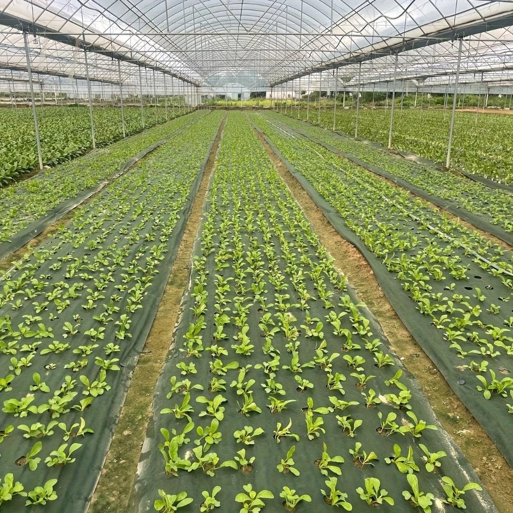 Pre-punched Holes Perforated Grass Proof Cloth Double Layer Breathable Permeable Weed Control Ground Cover Biodegradable