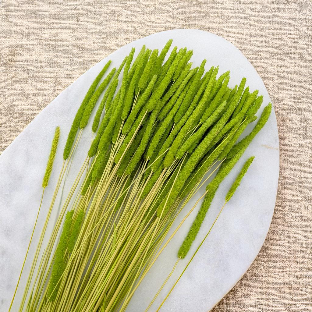 Dried Grass - Timothy (Phleum) - Light Green