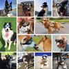 Pet Dog Goggles Waterproof, Windproof, Sunscreen, and UV Resistant Glasses