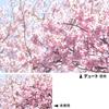 Kenko Duto 72mm Lens Filter for Soft Rendering (372319)