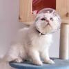 Дышащие намордники для кошек Обновленный шлем-астронавт для котят для груминга и стрижки когтей Предотвращают кусание и жевание кошками