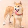 No-Pull Dog Harness Breathable Dog Harness with Reflective Leash Adjustable Fit Mesh Vest Harness
