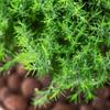 Green Pine Bonsai: Indoor Chinese-Style Potted Plant for Relaxation and Decoration