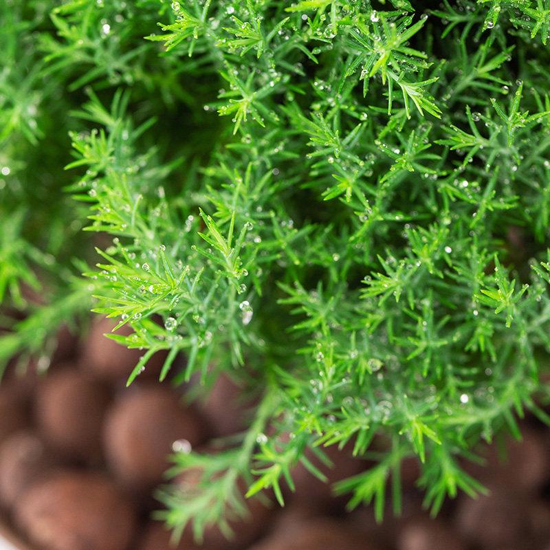Green Pine Bonsai: Indoor Chinese-Style Potted Plant for Relaxation and Decoration