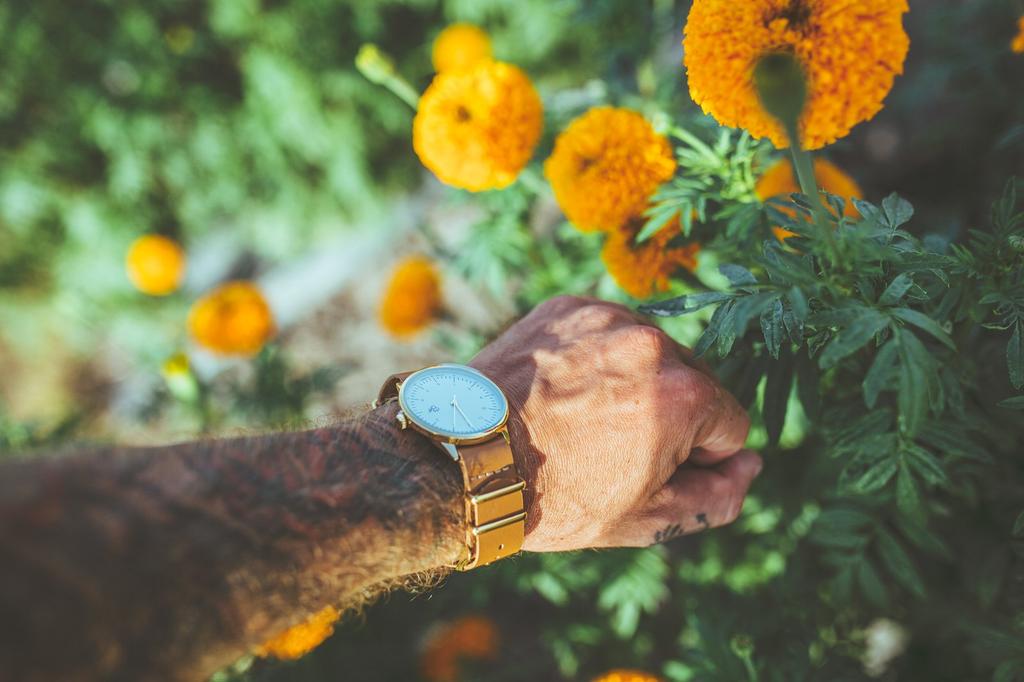 Наручные часы ДЕШЕВО Harold Gold Импорт (Золотой/Белый/Коричневый) [Обычный продукт]