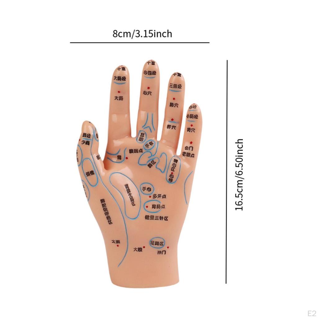 Anatomical Hand Mannequin Chinese Medical Meridians Educational Study Smooth Versatile Teaching Aid