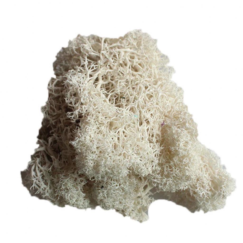L&B Artificial Plant Preserved Flower Reindeer Moss DIY Craft Garden Home Decor