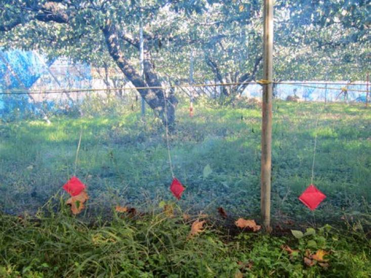 Почему мусанги бегают в помещении, демонстрируя сверхвысокий уровень отпугивания для пальмовых енотов и борьбы с вредителями? 15 предметов 95% циветты, репелленты,