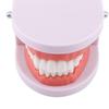 Typodont Demonstration Study Flesh Pink Gums Denture Model Teeth Model Standard Teeth Model