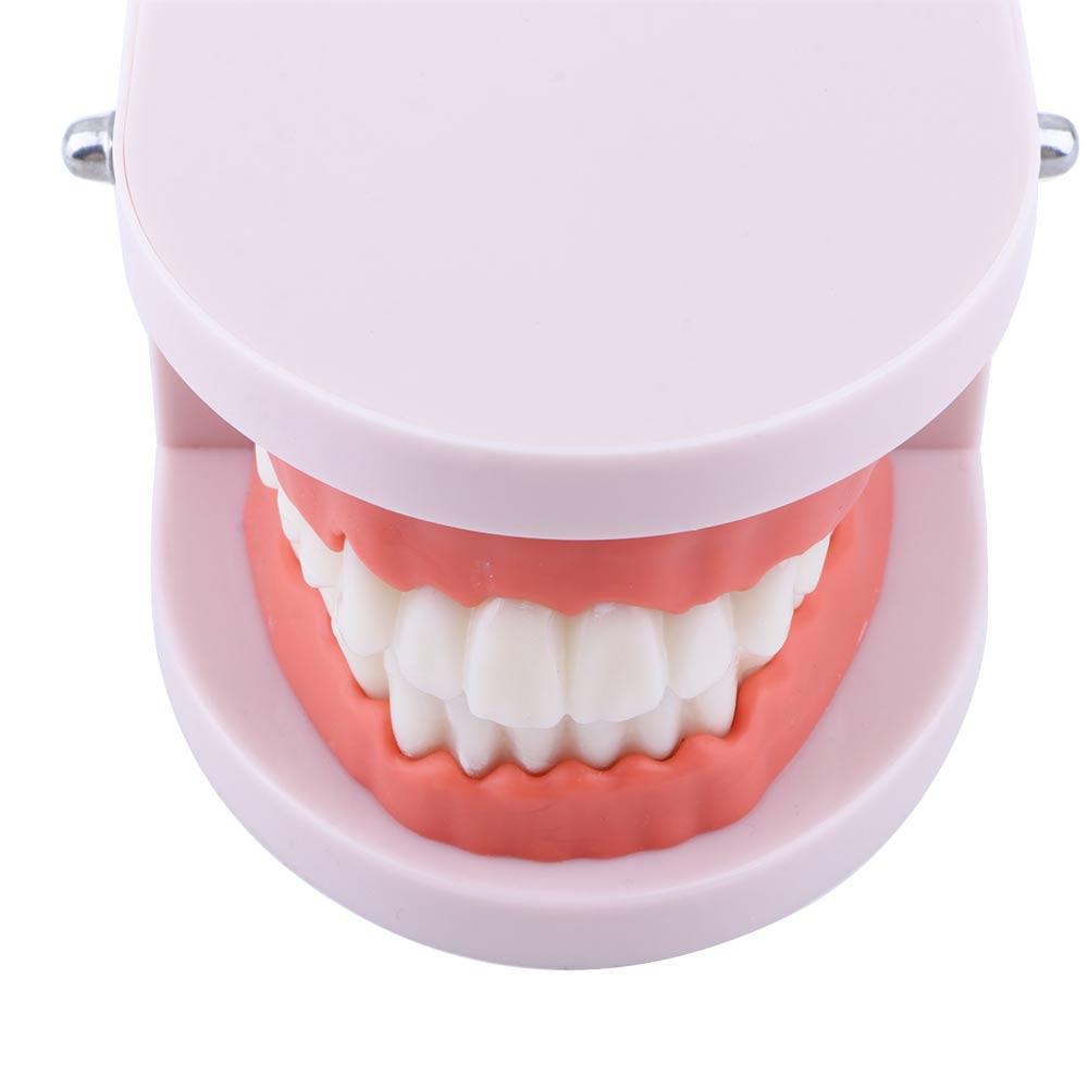 Typodont Demonstration Study Flesh Pink Gums Denture Model Teeth Model Standard Teeth Model