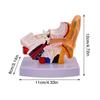 Professional Human Ear Model Anatomy PVC Plastic Anatomical Ear Model for Science Classroom Study Display