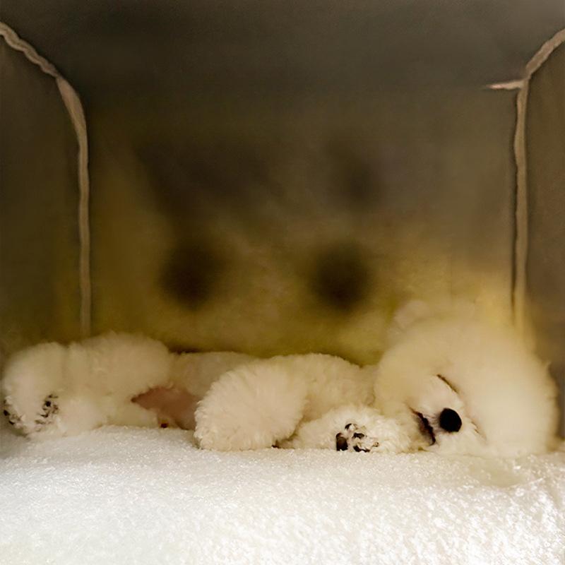 Тип дома будка осень и зима теплая закрытая кровать для домашних животных собак будка для кошек маленькая собачка плюшевый коврик для кошек