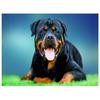 Алмазная картина Ротвейлер Животные Собака Алмазная вышивка милые домашние животные 5D мозаичные картинки