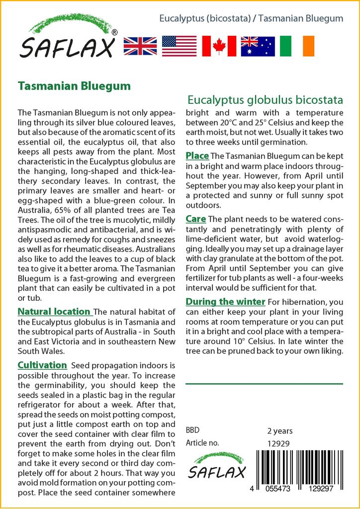 SAFLAX Тасманская голубая резинка - 100 семян - Eucalyptus globulus