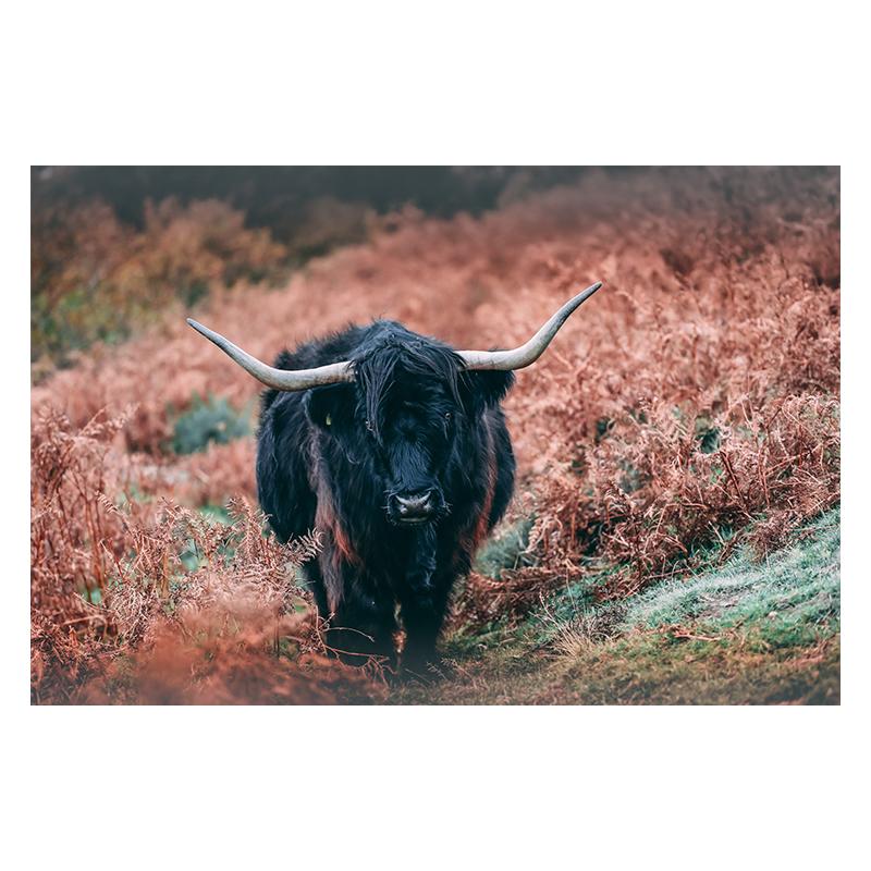 Scottish Highland Brown Cow Painting Canvas Print Poster Rustic Wall Art Farm Animals Picture for Living Room Home Decor Cuadros