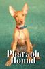Книга Pharaoh Hound : Dog Breed Overview and Guide