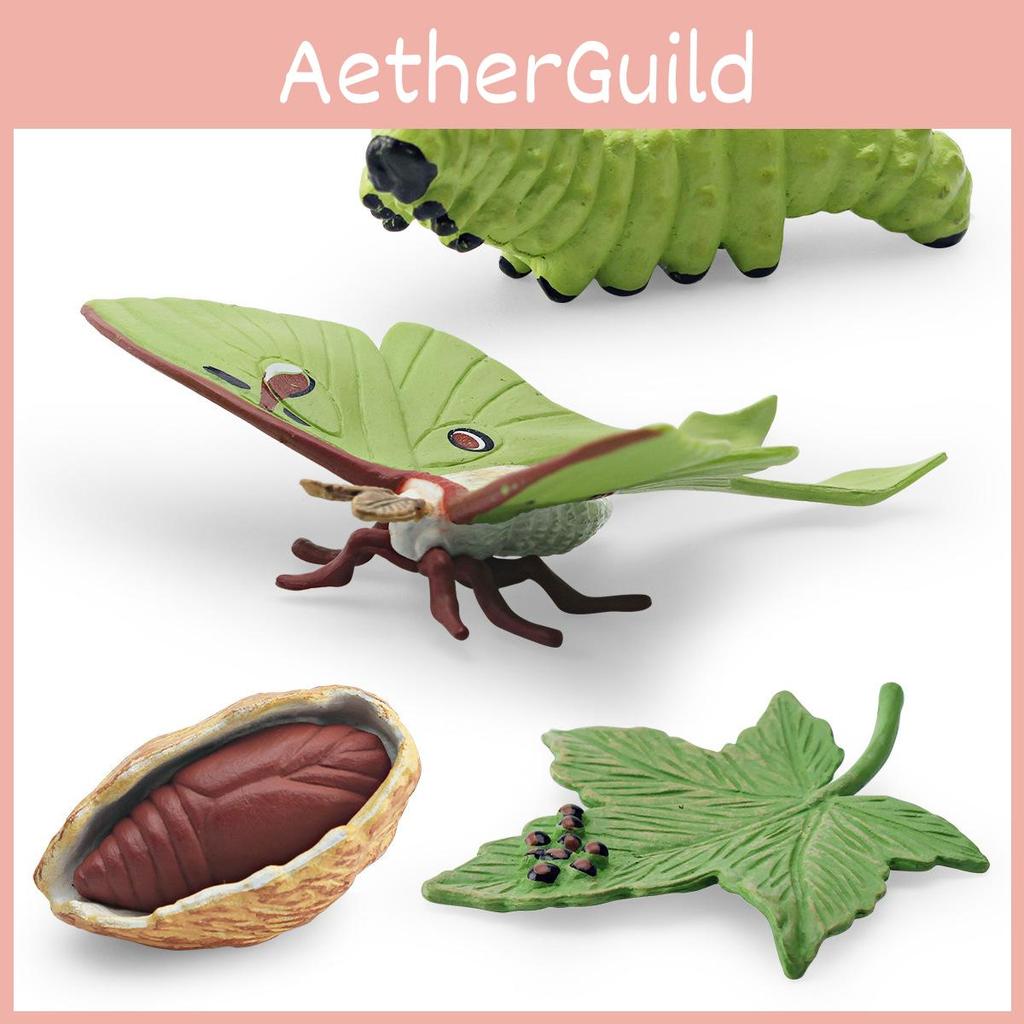 Реалистичная ПВХ Модель Цикла Роста Лунного Мотылька из 4 Частей Детализированный Набор Фигурок для Демонстрации