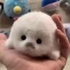 Милая кукла-тюлень, плюшевая игрушка-подвеска, имитация океанской игрушки, сувенир, подвеска-тюлень, подарок, подвеска для сумки-куклы