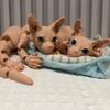 Игрушка-статуэтка сиамской кошки без шерсти, 3D-печать, милая, питомец, котенок, модель, подвижные суставы, украшения для дома, детские игрушки