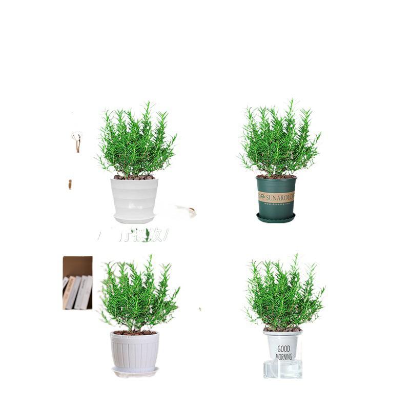 Potted Rosemary and Mint Seedlings: Edible, Mosquito-Repellent Herbs for Indoor Use
