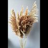 Пампасы сушеные цветы натуральные не осыпающиеся шокированные пампасы (7 шт. 100 см)