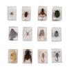 12 Pcs Real Bug Specimens Transparent Resin Science Education Classroom Bug Specimen Sample