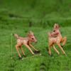 2Pcs Lovely Couple Deer Mini Craft Micro Landscape Bonsai Garden Home Decor