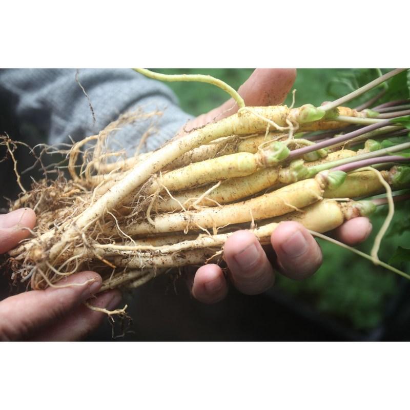Mom's Farm Sulphur Sprouts Mini 80 корней около 15 см, 100 шт.