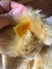 [USED] Antique Steiff teddy bear