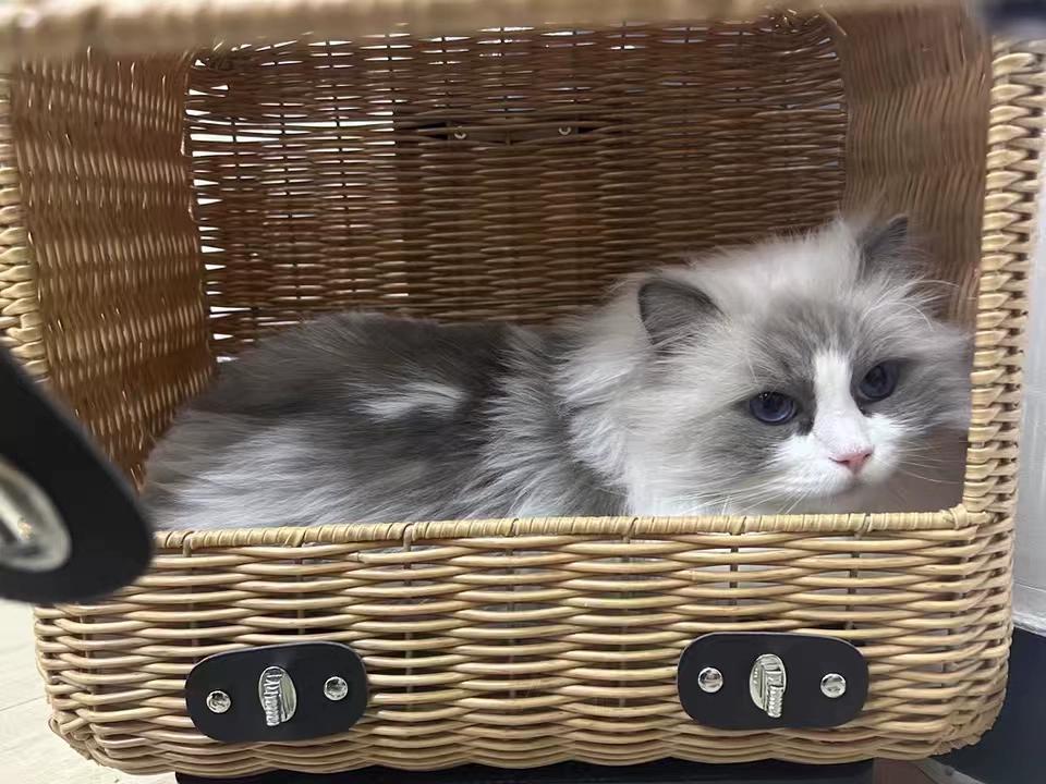 Ручная плетеная сумка для кошки Переноска для кошки Чемодан На колесиках Питомец Кот Собака Дорожная сумка Плетеная багажная сумка Дышащая Большая вместимость Портативный рюкзак
