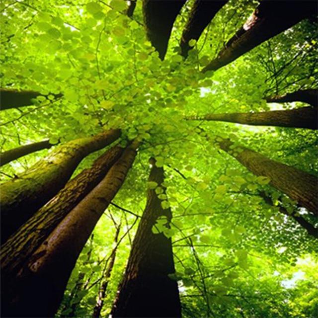 5D DIY Алмазная картина Полный круг Пейзаж Дерево Отражение Вышивка Картина Вышивка крестом