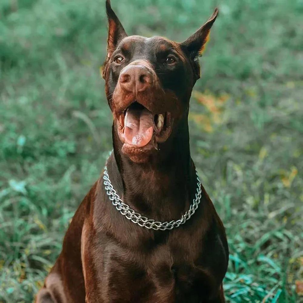 Металлический полупарфорс ошейник для собак, регулируемый ошейник из нержавеющей стали для дрессировки, двухзвенная плакированная удушающая цепь для собак