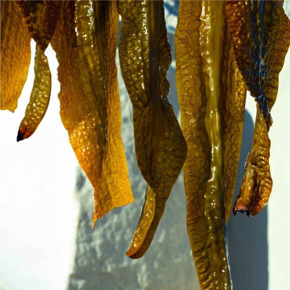 SHIRO Gagome Kelp Shampoo 280mL