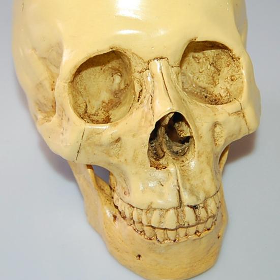 Модель черепа в натуральную величину, съемная анатомическая нижняя челюсть студента, образовательное исследование, реалистичный орнамент из смоляного черепа