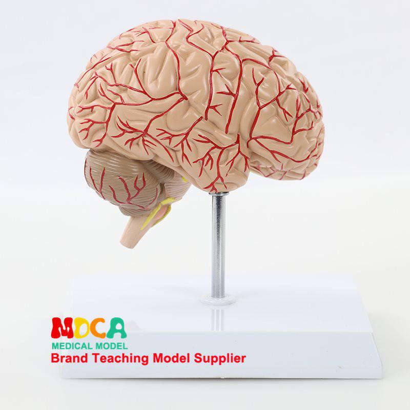 1:1 Scale Right Hemisphere Brain Model - Neocortical Structure & Functional Areas for Medical Education