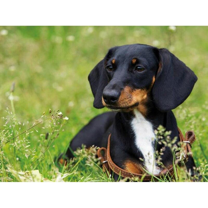 Полный 5D Алмазная картина Живая собака DIY Алмазная вышивка Алмазная мозаика Наборы для вышивки крестом Домашний декор Подарок