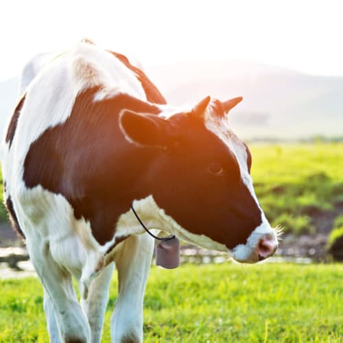 BUGUUYO 2-Piece Vintage Cowbell Mini Bell, Loud Bronze Bell for Anti-Cold Dogs, Farm Animal Bell, Vintage Bell, Small Brass Bell, Craft Retro Bell, Cu