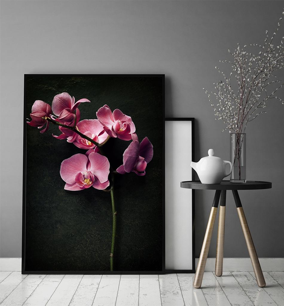Obraz plakat w ramie 43x33 cm storczyk p1236